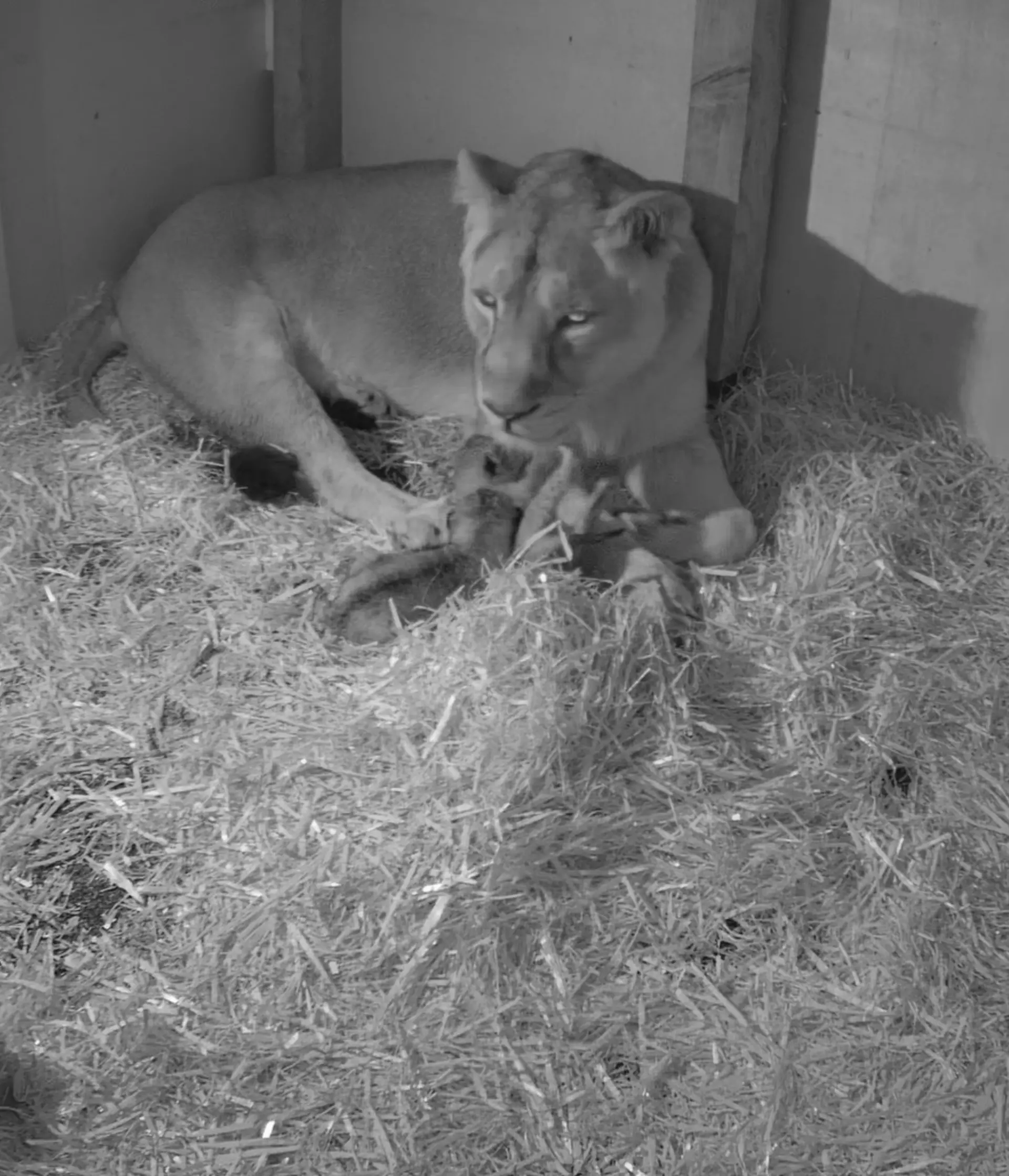 Three Endangered Asiatic lion cubs born at London Zoo | London Zoo